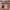KATE SPADE LAUREL WAY REESE GERANIUM  photo 6
