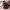 Tas Stradivarius Original - Sling Bag (Maroon) photo 5