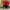 Topi Modern Booth San Fransisco 49ers Big Logo photo 3