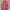 American Eagle Casual Parka Wanita Pink