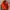 Arc'teryx Luxury Minimalist Windbreaker Pria Orange