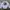 Carhartt Streetwear T-shirt Pria white photo 4