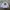 Carhartt Streetwear T-shirt Pria white photo 1