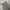Carhartt Y2K Short Pria green photo 3