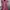 Atasan Wanita Warna Pink Motif Batik photo 1