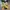 Converse Cx Ash Tone Lime Twist photo 2