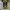 Converse Cx Ash Tone Lime Twist photo 5