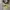 Converse Cx Ash Tone Lime Twist photo 1