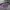 Guess X 88 Rising Funny Pack Orginal 