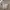 Adidas Casual Sportswear Hoody Pria gray photo 1