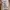 Carhartt Vintage Luxury T-shirt Pria tan photo 4