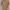 Carhartt Vintage Luxury T-shirt Pria tan photo 1