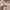Fairy Coquette Evening dress Wanita pink photo 5