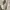 Alpha Industries Casual Track Jacket Pria Tan