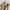 ICEASHIO CARGO PANTS  photo 5
