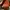EVERBEST PRIVY TAN