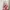 gradient pink flower shoujo dress photo 2