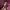 skagen sylvi flap crossbody photo 7