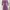 Purple Knitted Dress