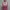 PINK VICTORIA'S SECRET TANKTOP photo 5