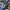ADIDAS X CP COMPANY ITALIA SPZL , ADIDAS X CP COMPANY ITALIA photo 6