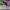 AIR JORDAN 1 LOW MYTIC GREEN photo 3