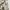 ZARA Casual Summer dress Wanita tan photo 8