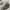 Sepatu TIMBERLAND Hillburn Chukka Boots Made in China photo 1