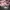 Skechers Stars Away Pink Ori