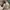 Small birds union made fatigue pant khaki photo 4