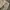 Small birds union made fatigue pant khaki photo 7