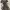 Midi Dress Dorothy Perkins