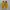 one star pro yellow photo 2