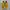 One Star Pro Yellow