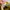 one star pro yellow photo 7