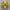one star pro yellow photo 4