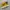 One Star Pro Yellow