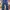 Adidas Clodfoam Parasut Cb Pants Cutbray Navy Flare