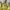 Adidas Sportswear Cami top Wanita navy yellow photo 6