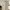 Poloshirt Fred perry White List brown photo 1