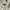 Poloshirt Fred perry White List brown photo 4