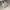 Coach Luxury Minimalist Shoulder bag Wanita tan cream photo 3