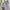 ZARA Fairy Summer dress Wanita pink blue photo 4