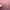 Pink Kebaya Top photo 2