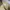 Dickies Casual Casual pants Pria tan khaki photo 5