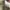 Dickies Casual Casual pants Pria khaki photo 6