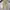 Dickies Casual Casual pants Pria khaki photo 2