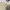 Dickies Casual Casual pants Pria tan khaki photo 5