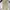 Dickies Casual Casual pants Pria tan khaki photo 1