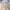 Dickies Casual Casual pants Pria tan khaki photo 2